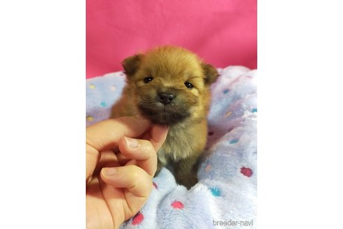 成約済の神奈川県のポメラニアン-282359の31枚目