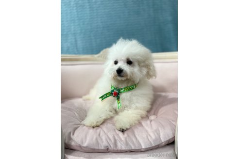 成約済の茨城県のタイニープードル-263132の3枚目