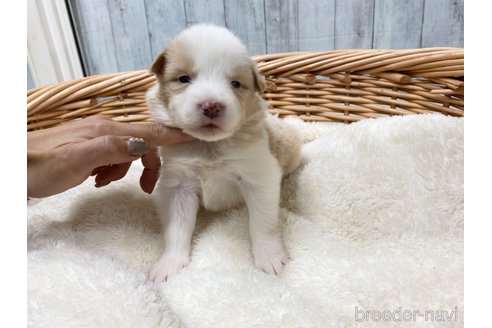 成約済の愛知県のボーダーコリー-282375の1枚目