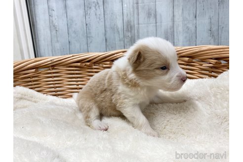 成約済の愛知県のボーダーコリー-282375の5枚目