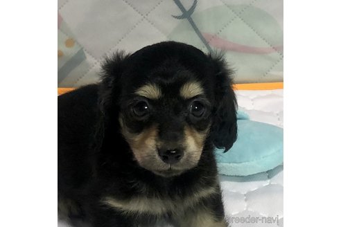成約済の千葉県のミックス犬-282414の2枚目