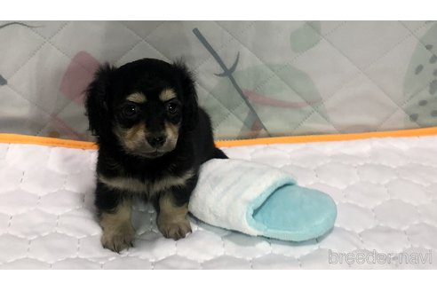 成約済の千葉県のミックス犬-282414の3枚目