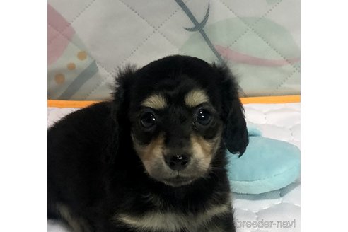 成約済の千葉県のミックス犬-282414の4枚目