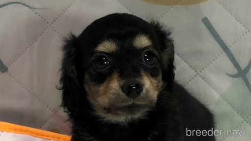 成約済の千葉県のミックス犬-282414の1枚目