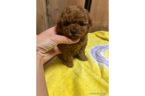 成約済の兵庫県のタイニープードル-282415