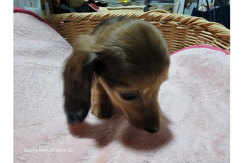 成約済の千葉県のミニチュアダックスフンド(ロングヘアード)-273247の9枚目