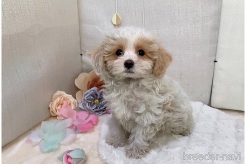 成約済の東京都のミックス犬-278353の8枚目