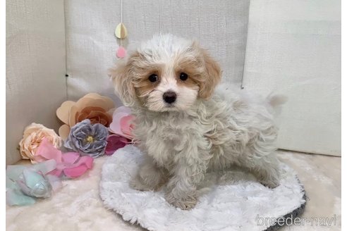 成約済の東京都のミックス犬-278353の6枚目