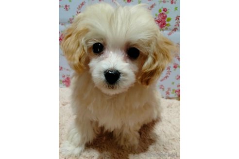 成約済の埼玉県のマルプー:マルチーズ×トイプードル-282434の13枚目