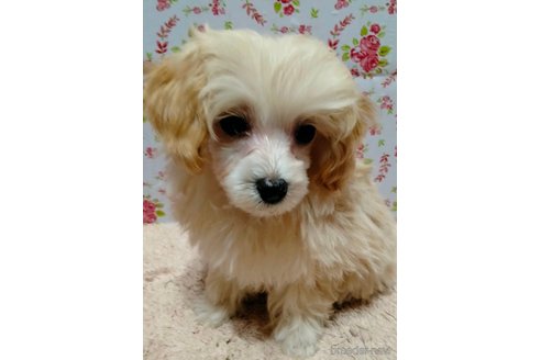 成約済の埼玉県のマルプー:マルチーズ×トイプードル-282434の11枚目