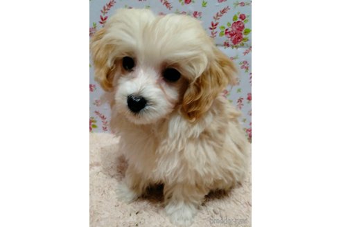 成約済の埼玉県のマルプー:マルチーズ×トイプードル-282434の12枚目