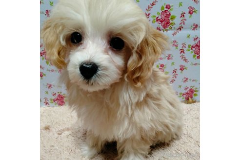 成約済の埼玉県のマルプー:マルチーズ×トイプードル-282434の10枚目