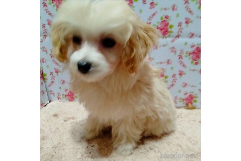 成約済の埼玉県のマルプー:マルチーズ×トイプードル-282434の9枚目