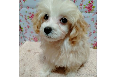 成約済の埼玉県のマルプー:マルチーズ×トイプードル-282434の8枚目