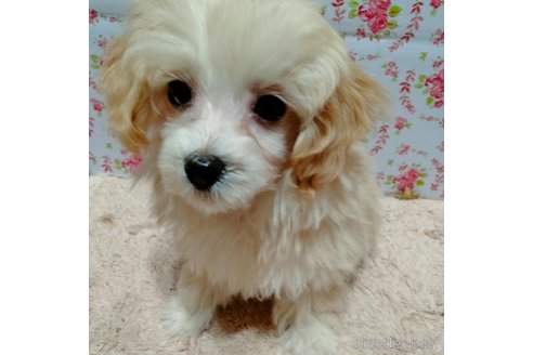 成約済の埼玉県のマルプー:マルチーズ×トイプードル-282434の7枚目