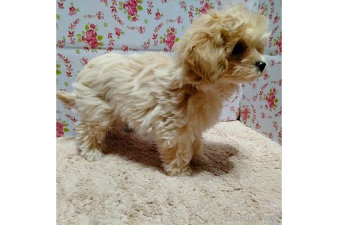 成約済の埼玉県のマルプー:マルチーズ×トイプードル-282434の6枚目