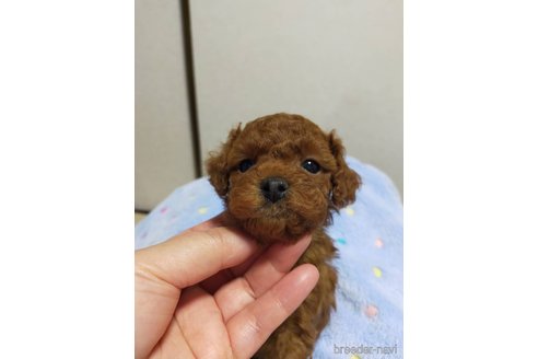 成約済の神奈川県のタイニープードル-280862の9枚目