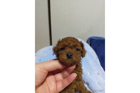 成約済の神奈川県のタイニープードル-280862の8枚目