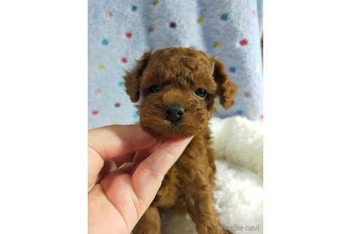 成約済の神奈川県のタイニープードル-280862の1枚目