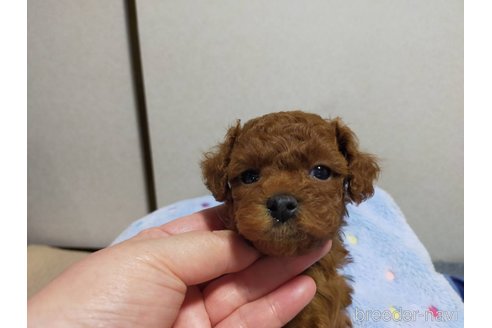 成約済の神奈川県のタイニープードル-280862の2枚目