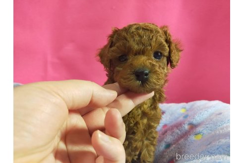 成約済の神奈川県のタイニープードル-282451の13枚目