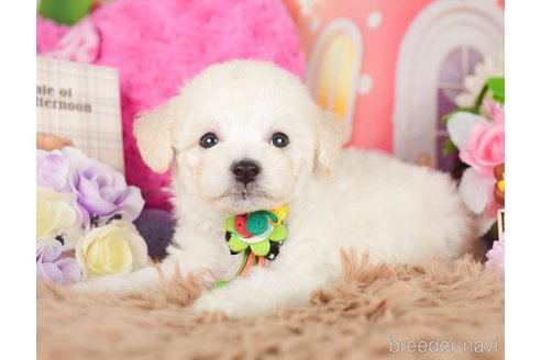 成約済の神奈川県のビションプー:ビションフリーゼ×トイプードル-282454の2枚目