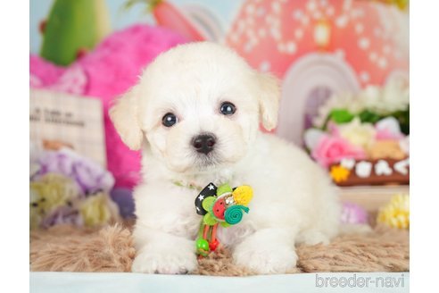 成約済の神奈川県のビションプー:ビションフリーゼ×トイプードル-282454