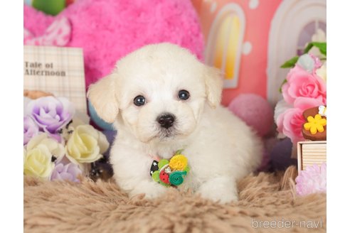 成約済の神奈川県のビションプー:ビションフリーゼ×トイプードル-282454の5枚目