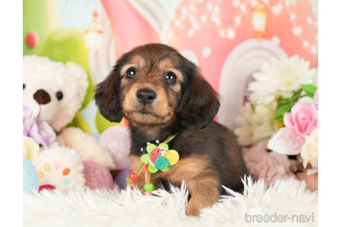 成約済の神奈川県のカニンヘンダックスフンド(ロングヘアード)-282459の3枚目