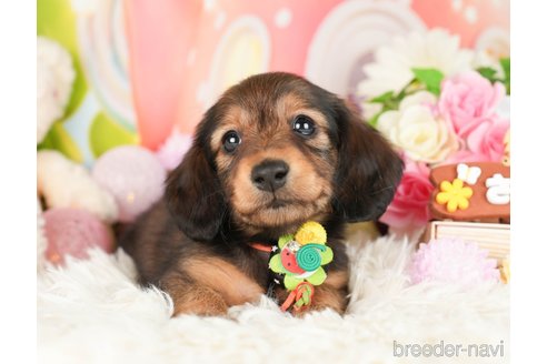 成約済の神奈川県のカニンヘンダックスフンド(ロングヘアード)-282459の4枚目