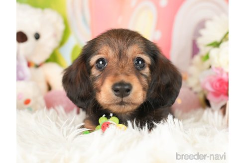 成約済の神奈川県のカニンヘンダックスフンド(ロングヘアード)-282459の1枚目