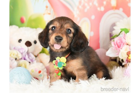 成約済の神奈川県のカニンヘンダックスフンド(ロングヘアード)-282459の5枚目