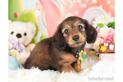 成約済の神奈川県のカニンヘンダックスフンド(ロングヘアード)-282459の6枚目