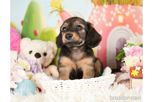 成約済の神奈川県のカニンヘンダックスフンド(ロングヘアード)-282462の3枚目