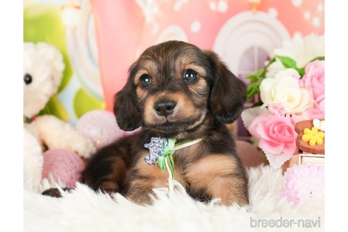 成約済の神奈川県のカニンヘンダックスフンド(ロングヘアード)-282462の2枚目