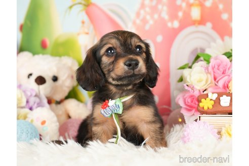 成約済の神奈川県のカニンヘンダックスフンド(ロングヘアード)-282462の4枚目