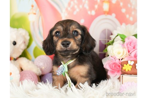 成約済の神奈川県のカニンヘンダックスフンド(ロングヘアード)-282462の1枚目