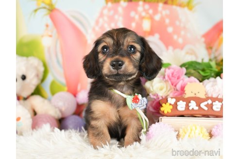 成約済の神奈川県のカニンヘンダックスフンド(ロングヘアード)-282462の5枚目