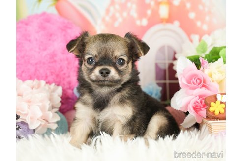 成約済の神奈川県のチワワ(ロングコート)-282467の3枚目