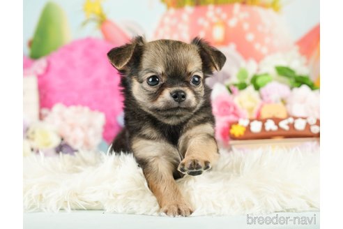 成約済の神奈川県のチワワ(ロングコート)-282467の4枚目