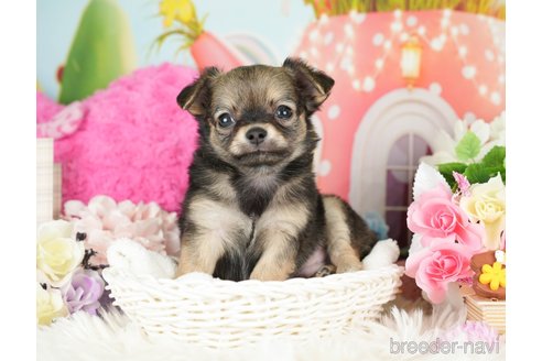 成約済の神奈川県のチワワ(ロングコート)-282467の5枚目