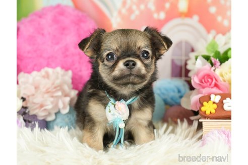 成約済の神奈川県のチワワ(ロングコート)-282467の1枚目