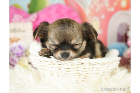 成約済の神奈川県のチワワ(ロングコート)-282467の6枚目