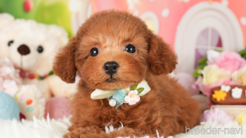 成約済の神奈川県のトイプードル-276260