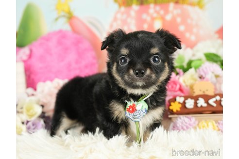 成約済の神奈川県のチワワ(ロングコート)-282469の5枚目