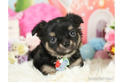 成約済の神奈川県のチワワ(ロングコート)-282469の1枚目