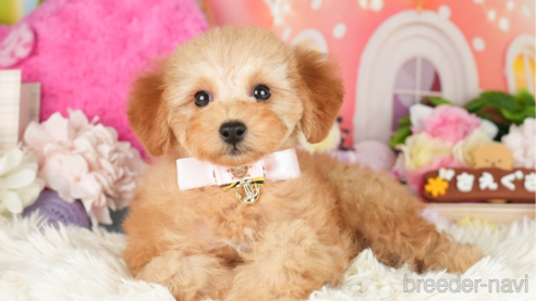 成約済の神奈川県のトイプードル-275360の1枚目