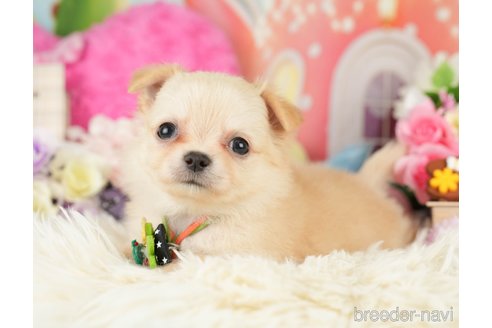 成約済の神奈川県のチワワ(ロングコート)-282472の5枚目