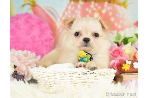 成約済の神奈川県のチワワ(ロングコート)-282472の6枚目