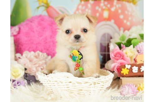 成約済の神奈川県のチワワ(ロングコート)-282472の3枚目